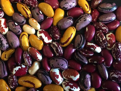 Coming Soon: New Dry Bean Varieties for Organic Growers - Organic Seed Alliance