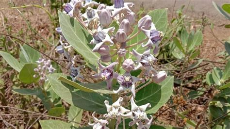 Aak leaves: आक के फल से मिलेगी अपार सफलता, घर में होगी धनवर्षा और बनी ...