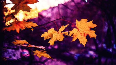 Brown maple leaf in shallow focus lens HD wallpaper | Wallpaper Flare