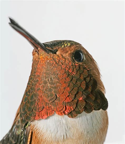 Colorado Hummingbirds