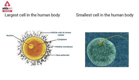 Largest Cell in the Human Body