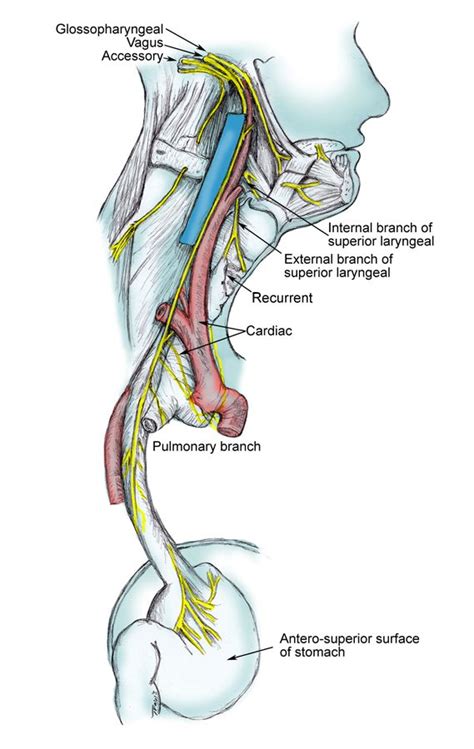 17 Best images about Anatomy on Pinterest | Glossopharyngeal nerve, Lymph nodes and Anatomy