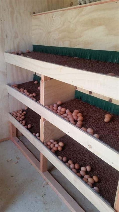 Make Your Chickens Happy with these Proven Nesting Boxes