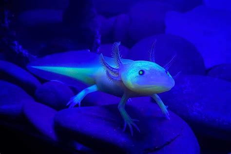 GFP Axolotl Guide: Why Glowing, Care & Diet - AC Aquarium Life