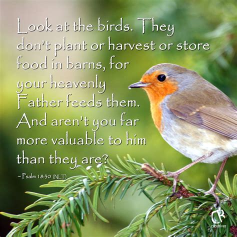 Look at the birds. They don’t plant or harvest or store food in barns ...