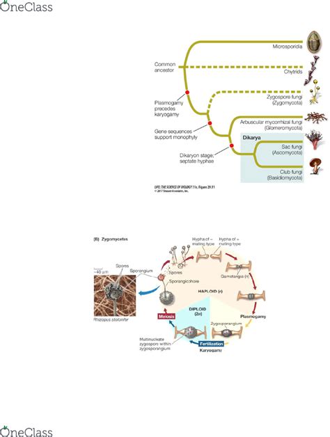 Glomeromycota Life Cycle