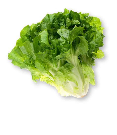 Escarole | What is Escarole? | Information, Nutrition, Pictures