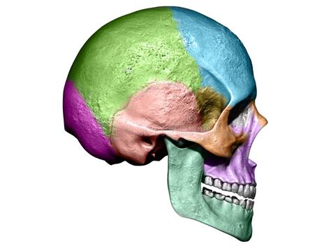 Human Skull Anatomy, 3D Rendering Stock Illustration - Illustration of brain, mandible: 121660710