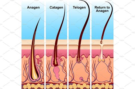 Describe the Process of Hair Formation