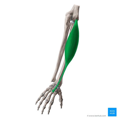 Extensor carpi radialis brevis: Attachments and function | Kenhub