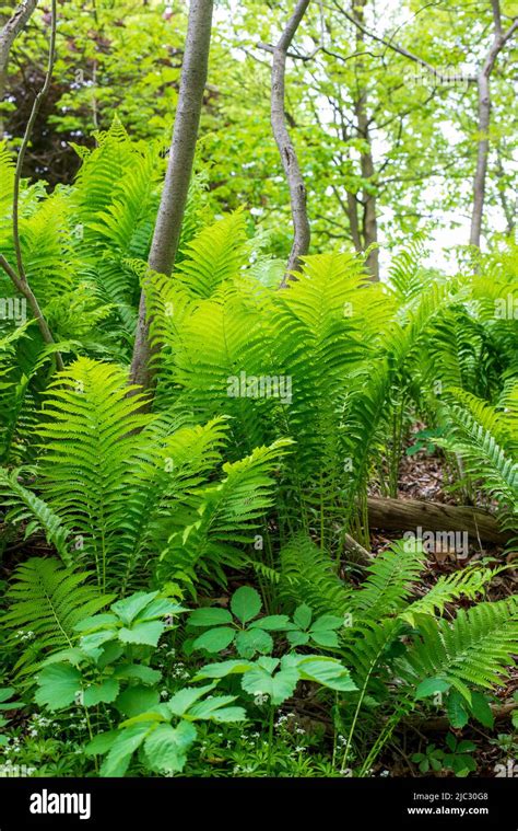 Royal Botanical Gardens Hendrie Park in Burlington Ontario Canada Stock ...