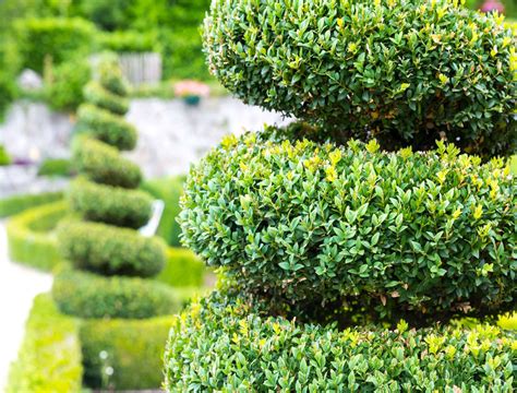 Garden Topiary Plants | Fasci Garden