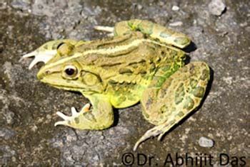 Indian Bullfrog | Wildlife Institute of India, an Autonomous Institute of MoEF, Govt. of India