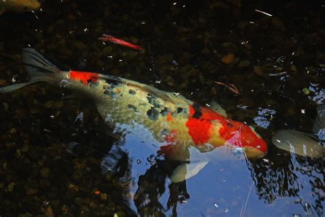 Red And White Koi Fish In A Pond Free Stock Photo - Public Domain Pictures