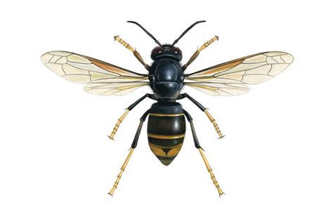 British wasp guide: how to identify common species - Countryfile.com