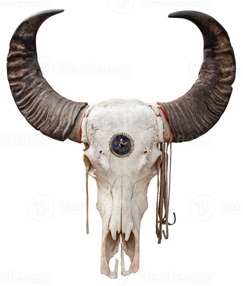 Buffalo skull 1375601 Stock Photo at Vecteezy