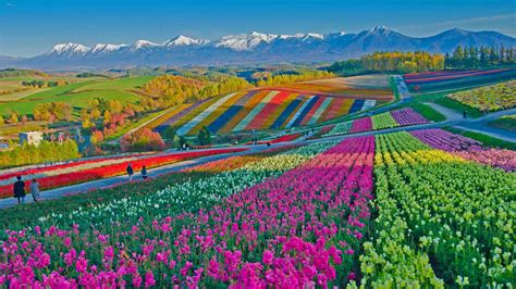 Bing HD Wallpaper May 13, 2021: Hues of Hokkaido - Bing Wallpaper Gallery