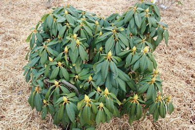 Pruning rhododendrons | Pruning rhododendrons, Prune, Rhododendron