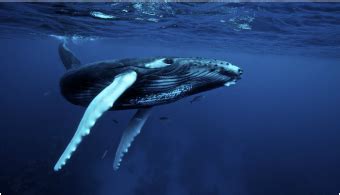 Arctic Whale Species