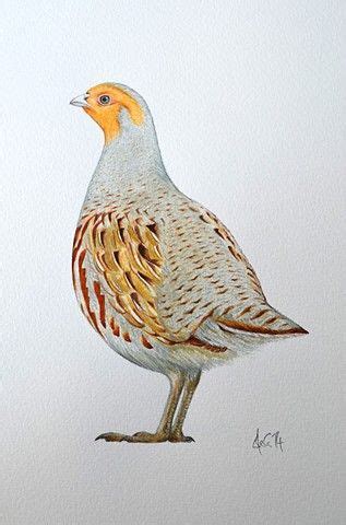 Partridge Drawing at GetDrawings | Free download