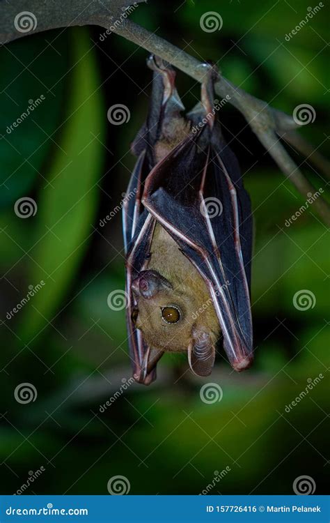 Lesser Short-nosed Fruit Bat - Cynopterus Brachyotis Species of Megabat within the Family ...