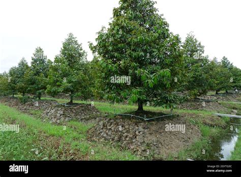 Durian farm in Mekong Delta, Viet Nam Stock Photo - Alamy