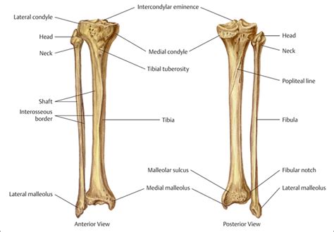 Tibia And Fibula Diagram