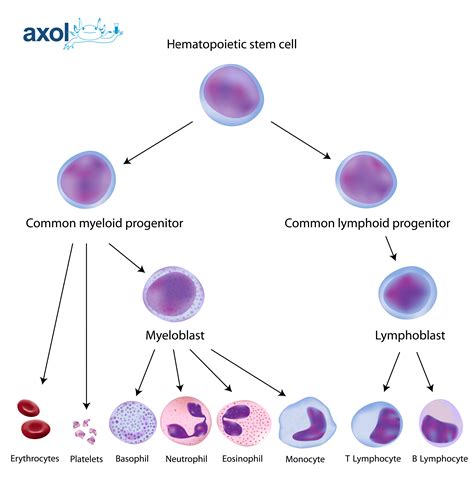 Human Mononuclear Cells & Hematopoietic Cell Types