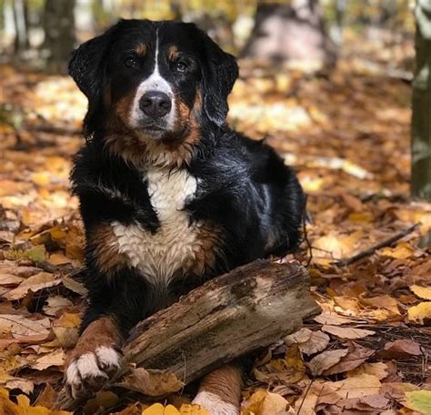 Methods to Train Bernese Mountain Dog - Strategies and Techniques for ...