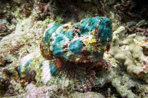 Camouflage in the Ocean - Ambush Predators - Colleen Slater Photography