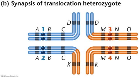 Mutation I