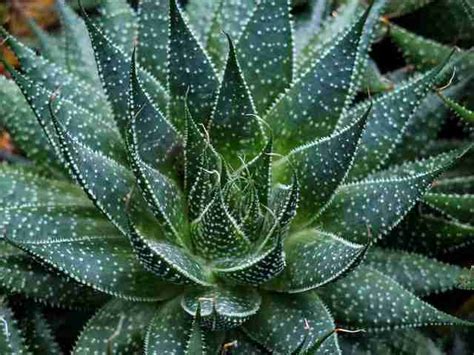 Lace Aloe Propagation – complete guide! - Succulent Hub