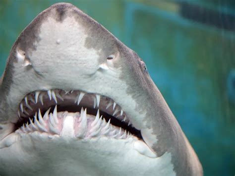 Sharks Teeth | Smithsonian Photo Contest | Smithsonian Magazine