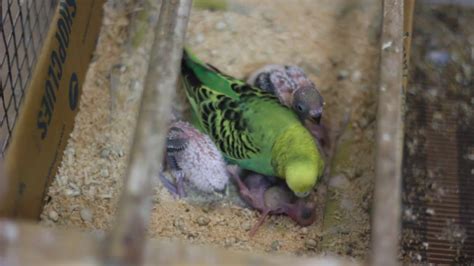 Budgie Parents Feeding Their Babies - YouTube