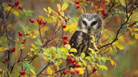 Owl Bird Sitting At Branch wallpapers | Картинки с совой, Плюшевая сова ...