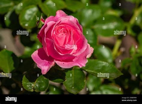 Leonardo da Vinci Stock Photo - Alamy