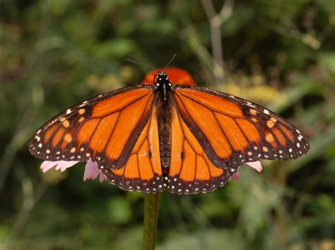 Orange Butterfly Identification: 29 Common Species (With Photos) - Owlcation