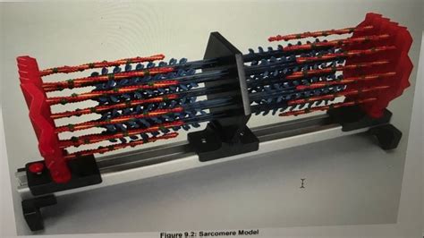 Sarcomere Model Diagram | Quizlet