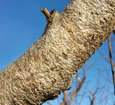 Check Fruit Trees for Scale Pests | NC State Extension