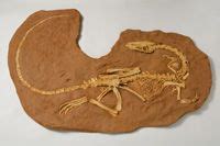 Last Days of Pangea: In the Footsteps of Dinosaurs | Bruce Museum | Pangea, Dinosaur, Fossil