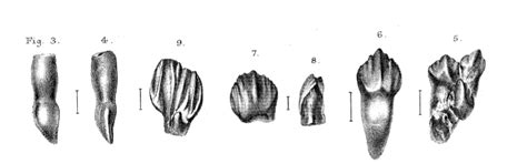 Tiny Wealden Ornithopod tooth? - Fossil ID - The Fossil Forum