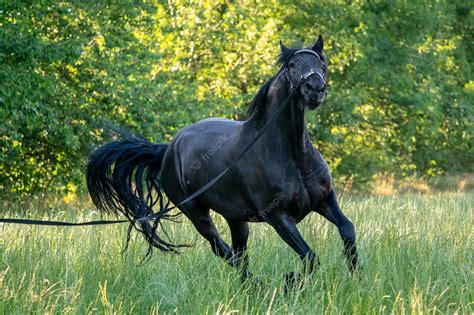 Premium Photo | Black Friesian horse runs gallop in grass Friesian ...