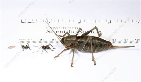 Mormon cricket life-stages - Stock Image - C010/9966 - Science Photo Library