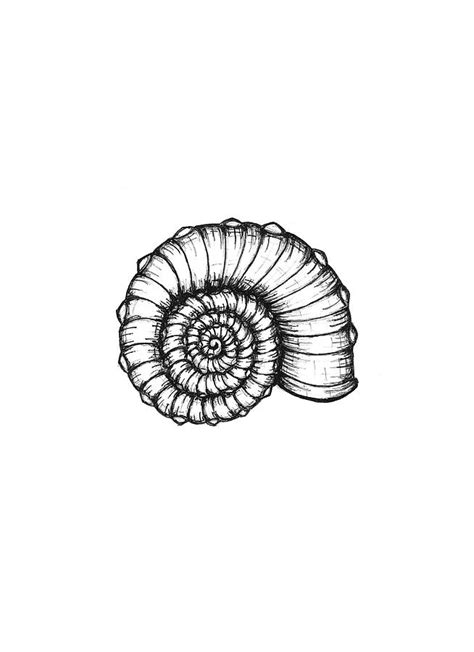 Spiral Seashell Drawing