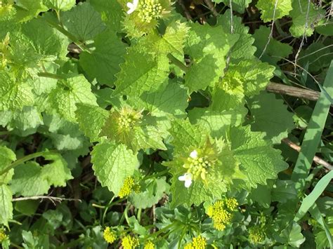 Garlic Mustard, an edible leaf that's great in salads. Best in spring ...