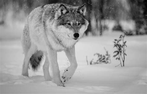 Wallpaper winter, wolf, Nature, animals, winter, wolf images for desktop, section животные ...