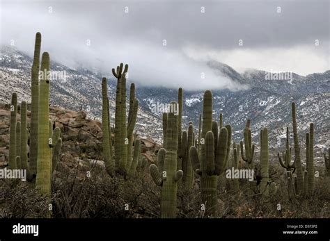 A winter storm drops snow on the Santa Catalina Mountains, Coronado ...