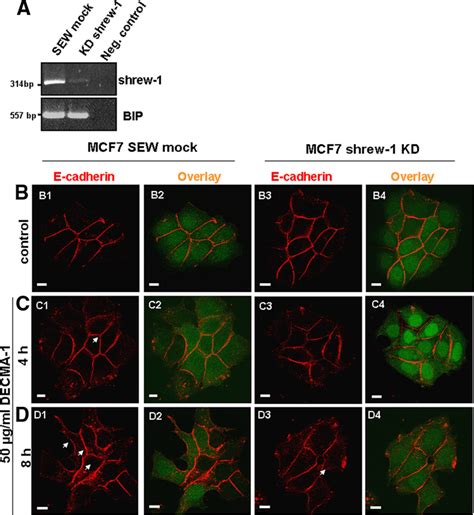 Direct disassembly of adherens junctions by E-cadherin... | Download ...