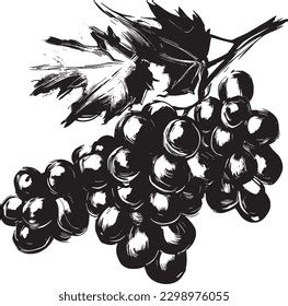 Grapes Vector Drawing Black White Stock Vector (Royalty Free ...