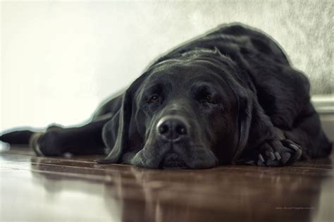 love how they sleep | Black labrador retriever, Black labrador, Black labs